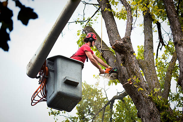 Best Tree Maintenance Programs  in Ashburn, GA